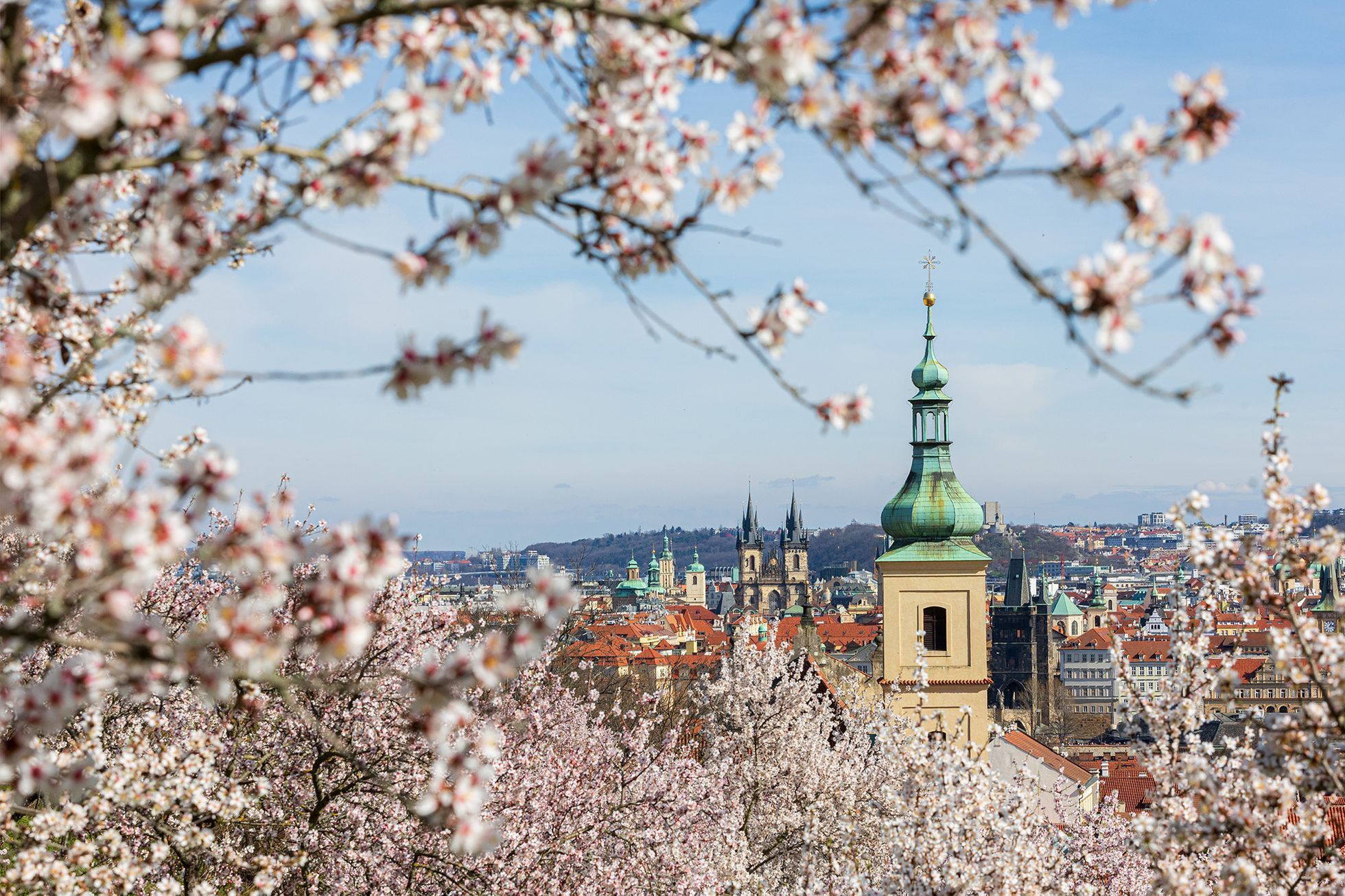 Rozkvetlá jarní Praha, březen 2024 by Radoslav Vnenčák